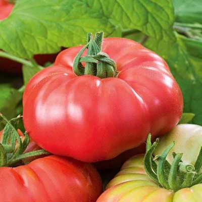tomato